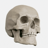 Dexis OP 3D LX - Champ de vision étendu